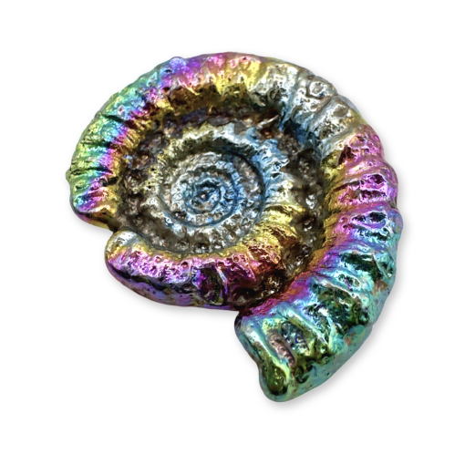 Bismuth Creations Ammonite